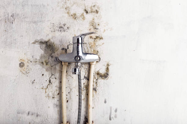 Best Mold Testing  in Cape Carteret, NC