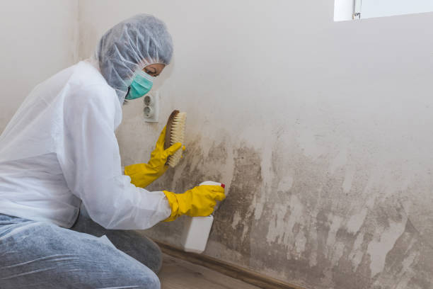 Best Professional Mold Removal  in Cape Carteret, NC