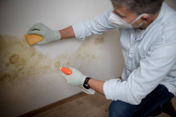 Best Mold Damage Repair  in Cape Carteret, NC