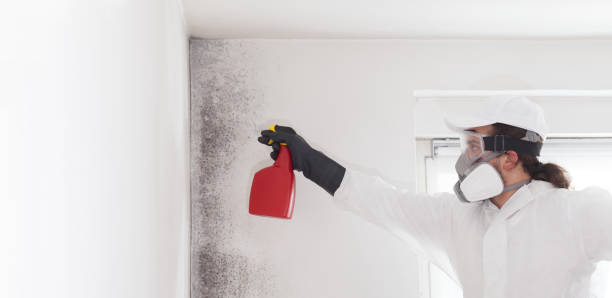 Best Mold Removal Process  in Cape Carteret, NC