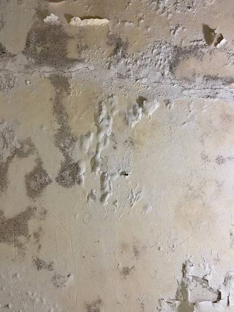 Best Best Mold Removal Companies  in Cape Carteret, NC