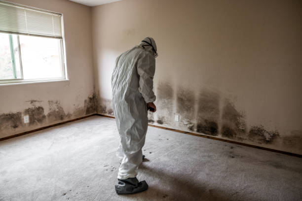 Best Black Mold Removal  in Cape Carteret, NC