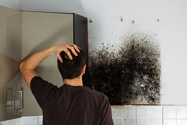 Best Mold Damage Repair  in Cape Carteret, NC