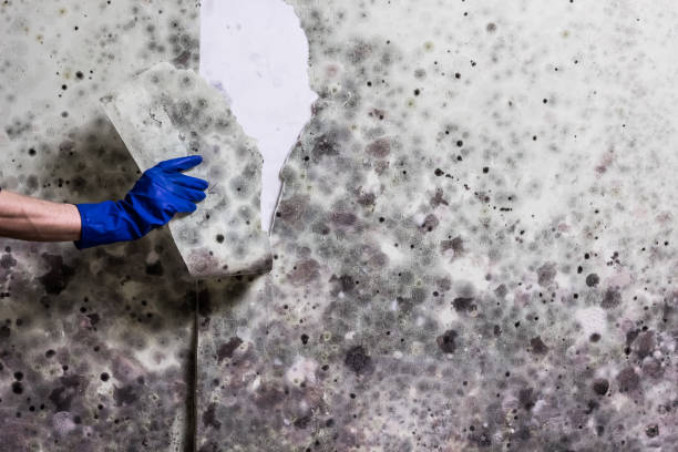 Best Mold Cleaning Services  in Cape Carteret, NC
