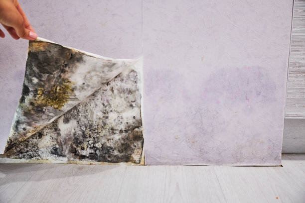 Best Residential Mold Removal  in Cape Carteret, NC